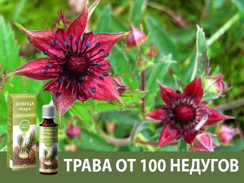 Живица с сабельником