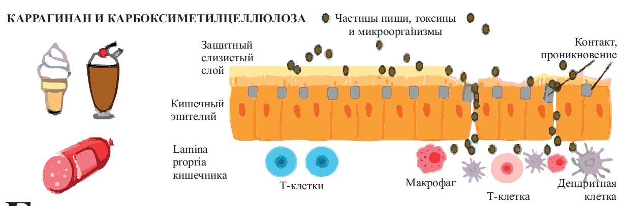Биолит