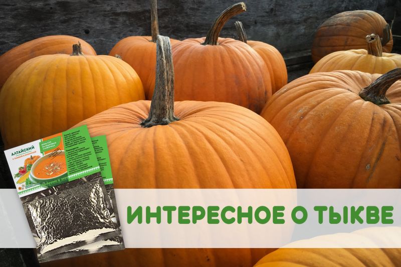Крем суп Алтайский