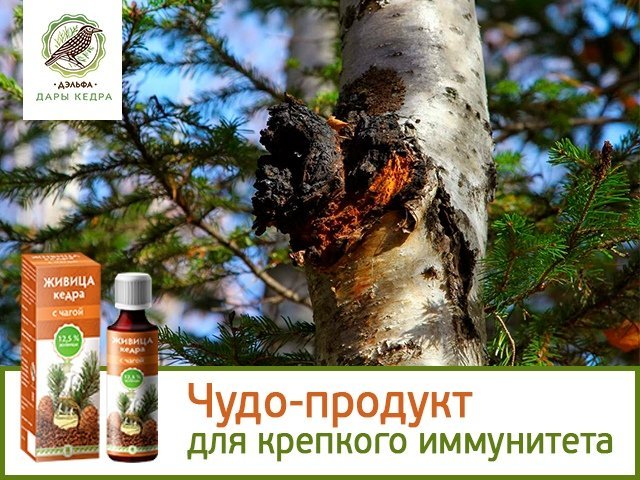 Живиа Кедра
