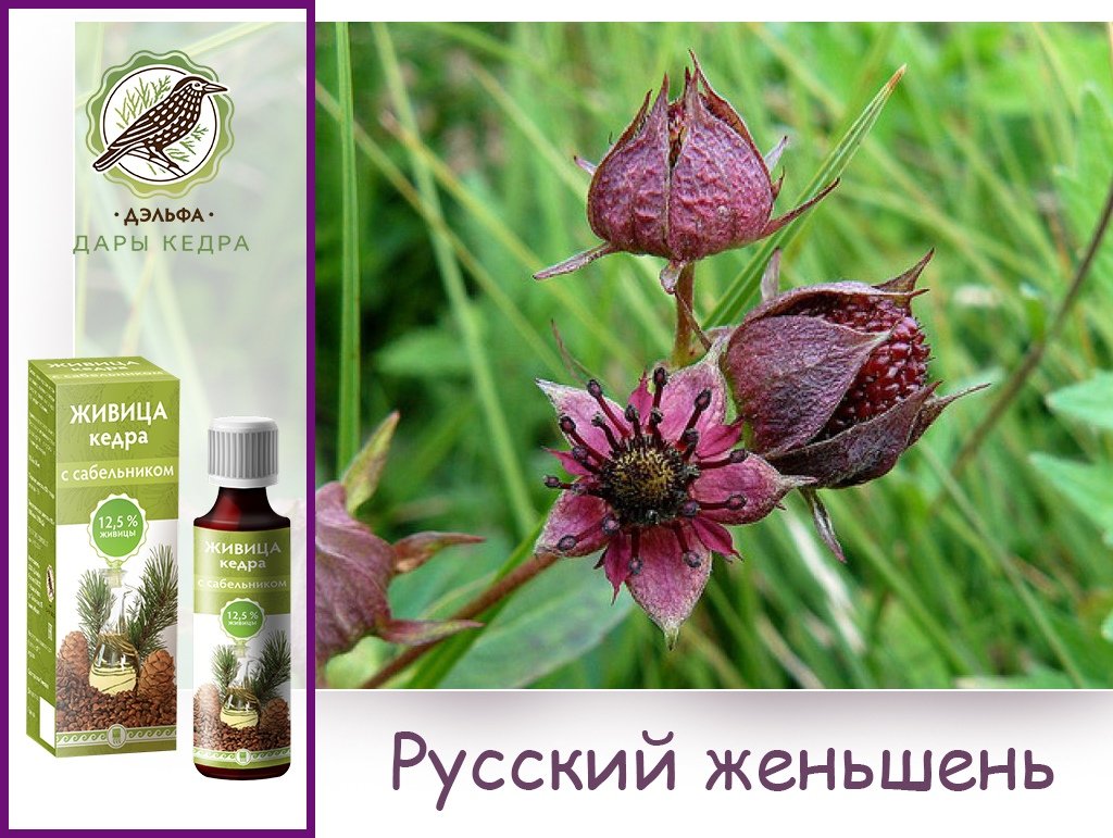 Живица Кедра