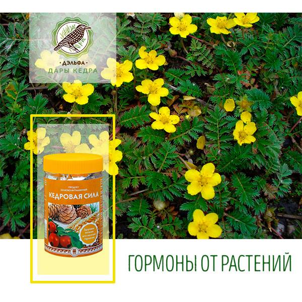 Кедровая сила