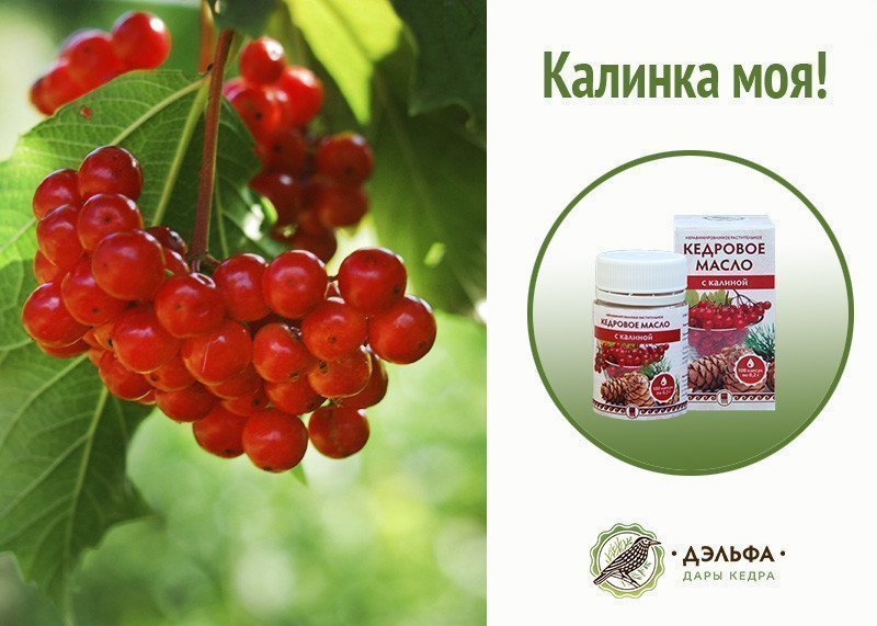 Кедровое масло