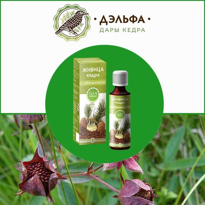 Живица кедра с сабельником
