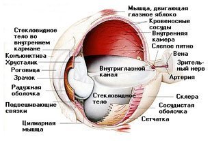 Зрение
