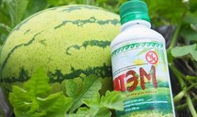 ГуматЭМ защитный