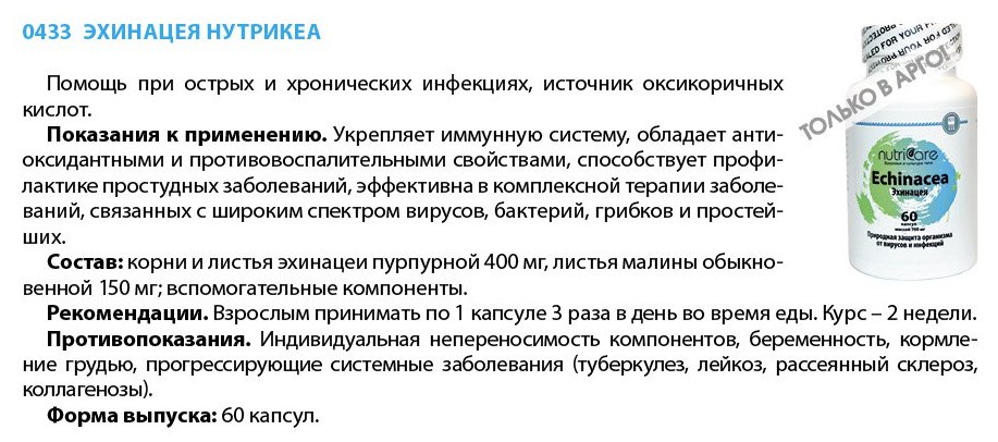 Эхинацея Арго