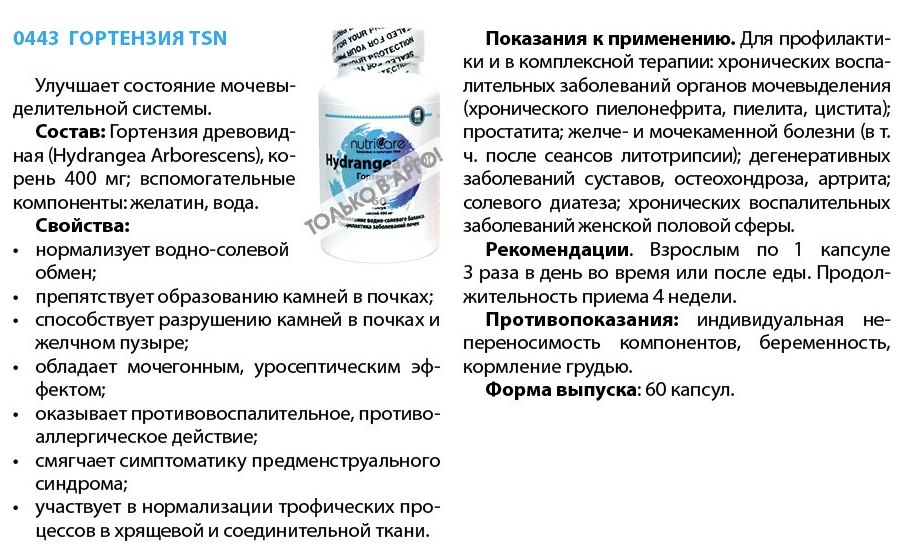 Гортензия