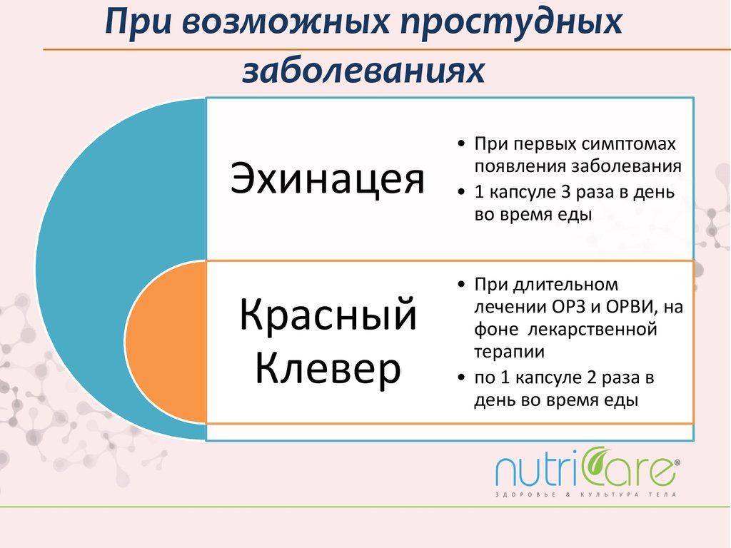 Эхинацея