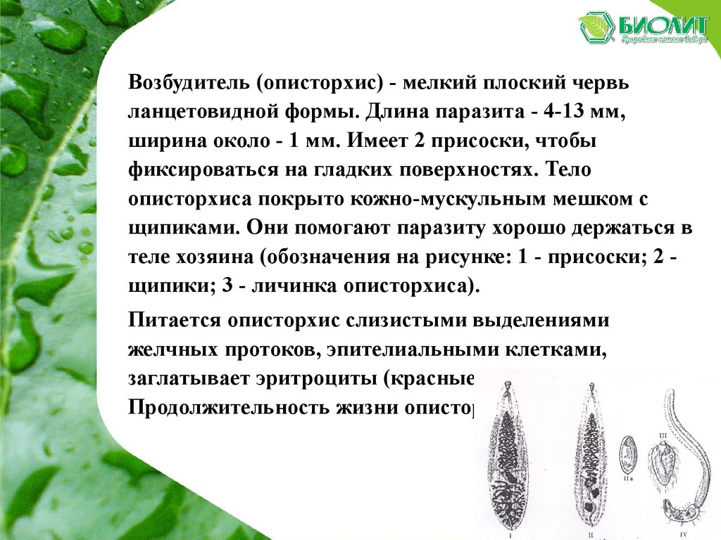 Биолит