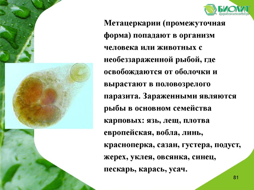 Биолит