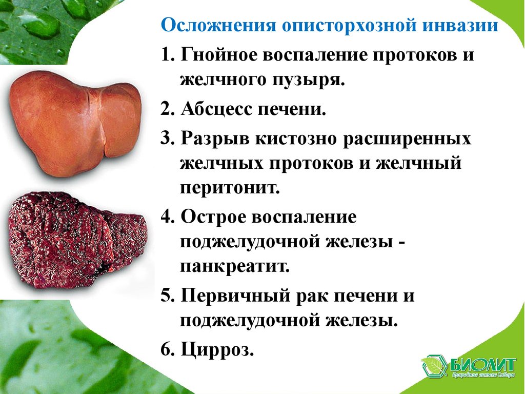 Биолит