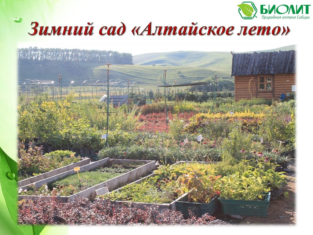 Биолит купить