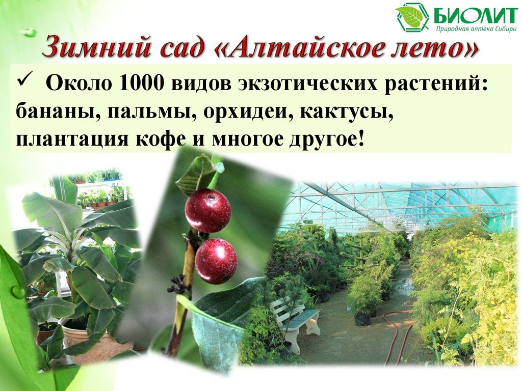 Биолит