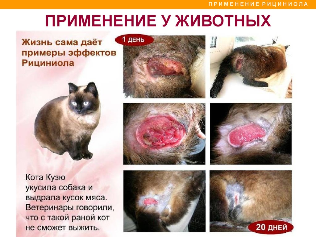 Рициниол Арго