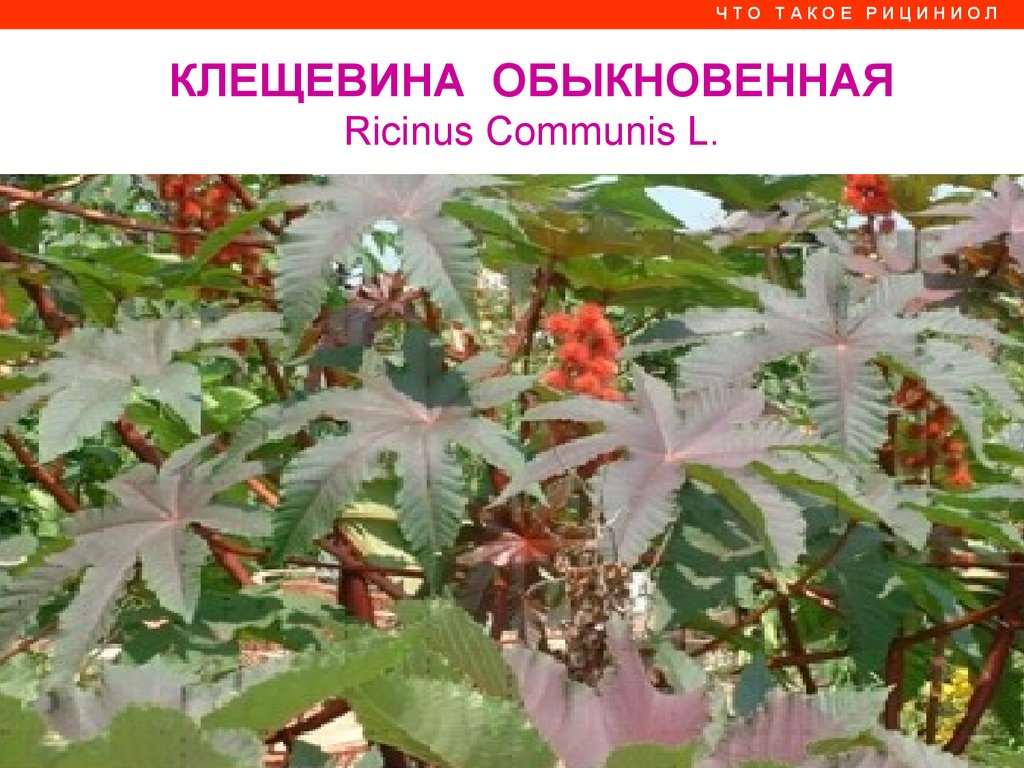 Рициниол Арго