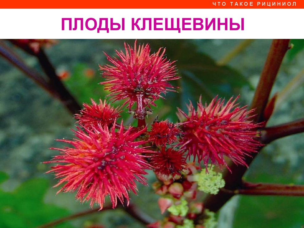Рициниол Арго