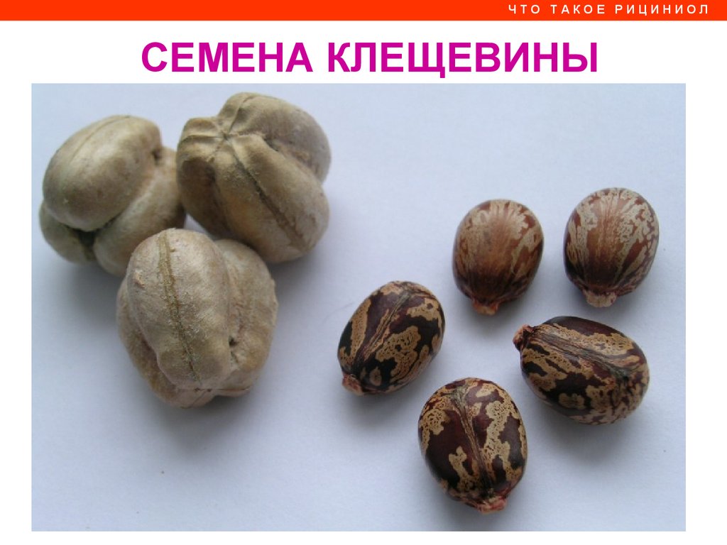 Арго