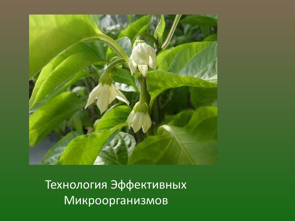 Эм1