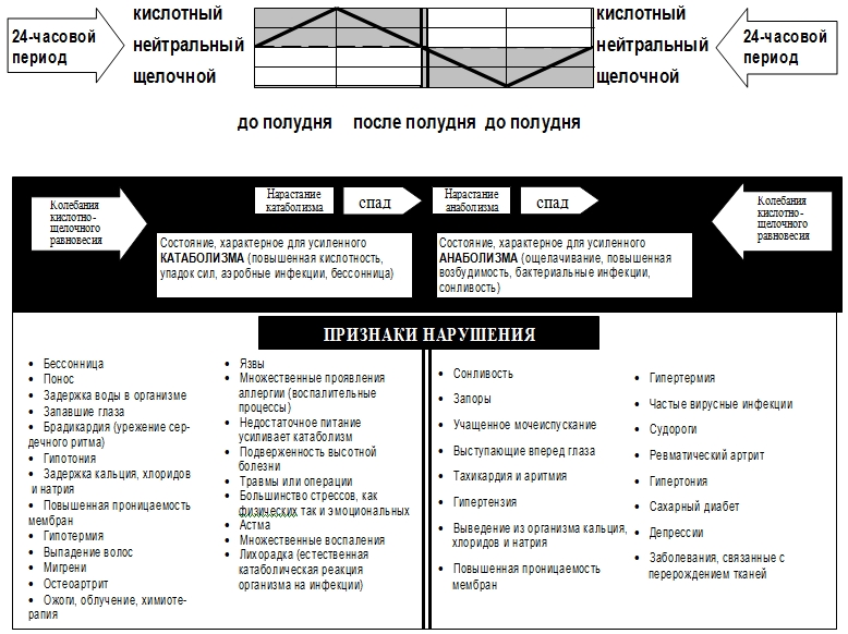 Равновесие анаболических и катаболических процессов в организме