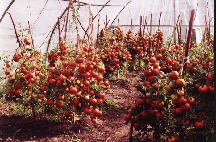 Огурцы